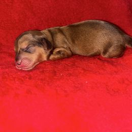 Shaded Red Boy - Red male Dachshund puppy in Lehigh Acres, Florida from Ruby Rose Dachshund Dynasty