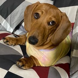 Dachshunds from Estrella's Dachshunds
