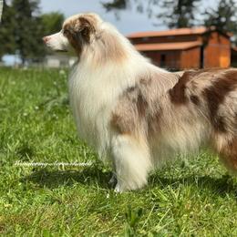 Nick - Australian Shepherd