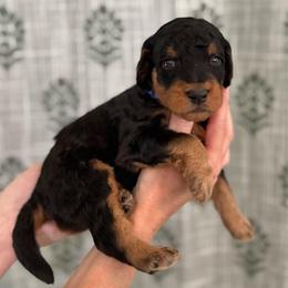 Grumpy Bear- Blue Collar - Phantom male Goldendoodle puppy in Bay City, Texas from Charming Doods Goldendoodles