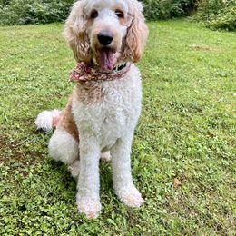 Gracie - Goldendoodle