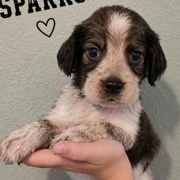 Sparrow - Black white and tan female English Springer Spaniel puppy in Fort White, Florida from Thunderbird Springers