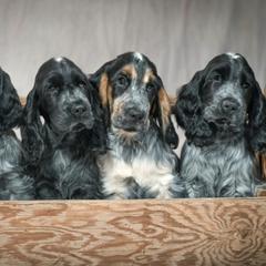 English Cocker Spaniels from MysticMoon ECS