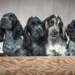 English Cocker Spaniels from MysticMoon ECS