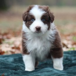 Meatball - Red tri-color male Australian Shepherd puppy in Star City, Arkansas from Circle P Farm