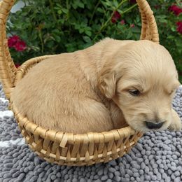 Golden Retriever Puppies from TLC Pups