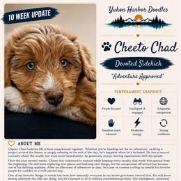 Cheetos - male Australian Mountain Doodle puppy in Port Orchard, Washington from Yukon Harbor Doodles