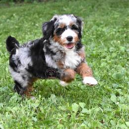 Orange boy - Merle male Bernedoodle puppy in Waukesha, Wisconsin from Bernedoodle Boutique (and Cavapoos)