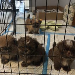 Shih Tzu puppies from Staci Fidler
