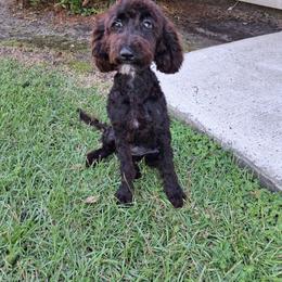 Red collar girl - Black female Poodle puppy in Valdosta, Georgia from Posh Poodles
