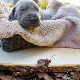 Great Dane Puppies from Hundeity Great Danes