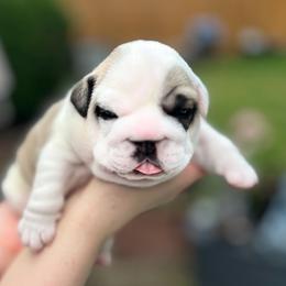 Bulldog Puppies from Sweet Rolls