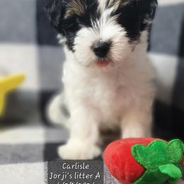 Carlisle - Black tan and white male Biewer Terrier puppy in Conetoe, North Carolina from Southern Belle's Biewer Terriers & Papillons