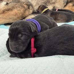 Purple Female - Black female German Shepherd puppy in Saratoga Springs, Utah from Vom Stille Teufelshunde Kennels