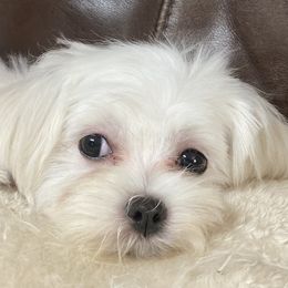 Kosmo - Maltese