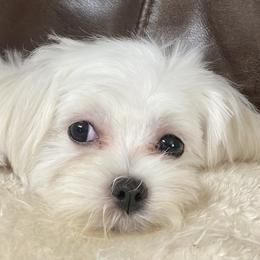 Kosmo - Maltese
