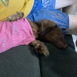 Cinnamon - Dachshund