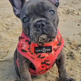 French Bulldog Puppies from Lyrics French Bullies LLC