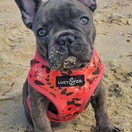 French Bulldog Puppies from Lyrics French Bullies LLC
