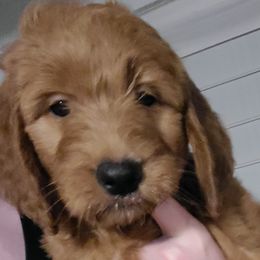 George - Red  Goldendoodle puppy in Wolcottville, Indiana from Indiana Goldens
