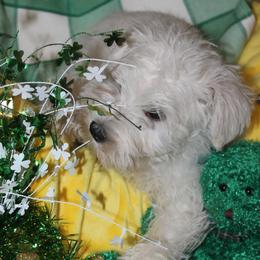 Snow White - White female Miniature Schnauzer puppy in Ogema, Minnesota from Belinda Donley's Miniature Schnauzer