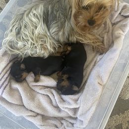 Yorkshire Terrier Puppies from Yorkie Acres (@yorkie_2_life)