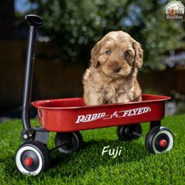 Fuji - Apricot female Australian Labradoodle puppy in Cashmere, Washington from Mountain Home Doodles