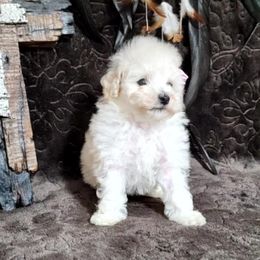 Fraya (AKC) - White female Poodle puppy in Rainbow City, Alabama from Spinks Poodles