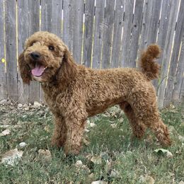 Fraser - Poodle