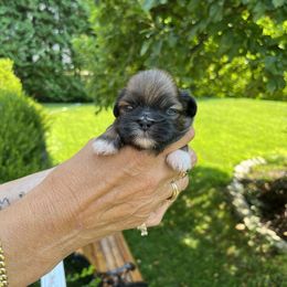 Boy 1 - Red male Shih Tzu puppy in Danbury, Connecticut from Dempsey’s Darlings