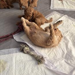 Goldendoodle Puppies from Fenna’s Goldendoodles