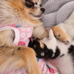 Pomeranian Puppies from Rebecca Mendoza