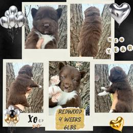 Redwood - Red and white male Siberian Husky puppy in Florence, Kentucky from Moonlight Howl Huskies