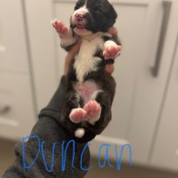 Duncan - Black and white Cardigan Welsh Corgi puppy in Washington from Corgi Tails