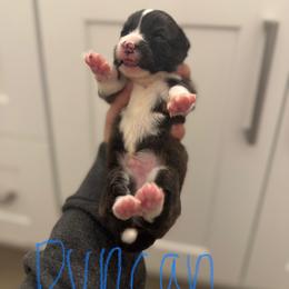Duncan - Black and white Cardigan Welsh Corgi puppy in Washington from Corgi Tails