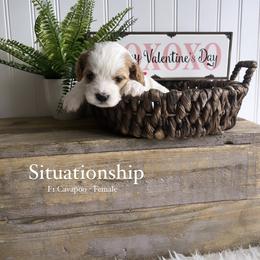 Bernedoodle, Cavapoo, Goldendoodle, and Poodle Puppies from Gypsi Doodles & Poodles