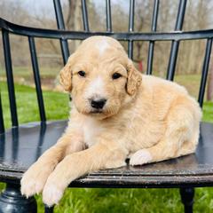 Toffee Crunch - Apricot male Pyredoodle puppy in Bowling Green, Ohio from FDF Pyredoodles & Bernedoodles