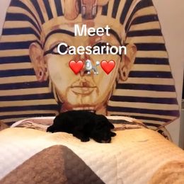 Poodle, Yorkipoo, and Yorkshire Terrier Puppies from Tuts Pups Cafe