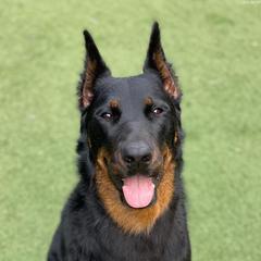 Flame - Beauceron