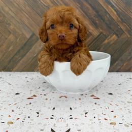 Dan - Red male Cockapoo puppy in Beresford, South Dakota from DAKOTA DOOD RANCH