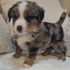 Australian Mountain Doodle, Bernedoodle, Companion Cross, and Shihpoo Puppies from Perfect Companion Puppies