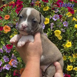 Tabby - Blue brindle female American Staffordshire Terrier puppy in Clintwood, Virginia from SkyBlue Kennel