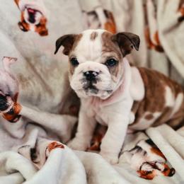 Roger - Fawn brindle and white male Bulldog puppy in Angelica, New York from Snapp Valley Bulldogs