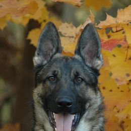 German Shepherds from Alte Baum Kennel