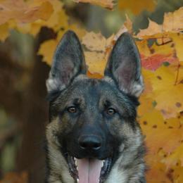 German Shepherds from Alte Baum Kennel