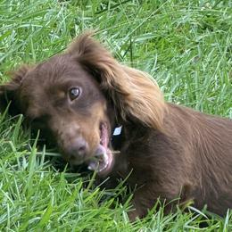 Dachshunds from Michelle Hanley