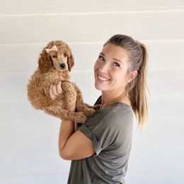 Bernedoodle, Goldendoodle, and Poodle Puppies from Central Valley Canine Companions