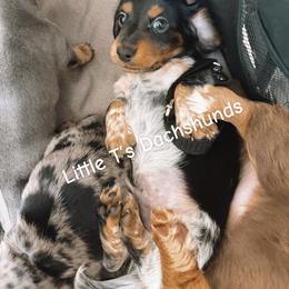 Dachshund Puppies from Little T’s Dachsund