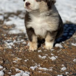 Australian Shepherd, Miniature American Shepherd, and Toy Australian Shepherd Puppies from Blue’s Family Aussies