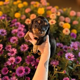 Jack - Black and tan male Dachshund puppy in Westport, Kentucky from Lonestar Creek Farm